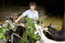 Από 19 Μαρτίου οι αιτήσεις για τα 200 εκατ. ευρώ της βιολογικής κτηνοτροφίας