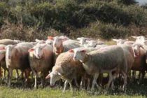 5,5 εκατ. ευρώ σε 16 φορείς για τη Δράση «Γενετικοί πόροι στην κτηνοτροφία»
