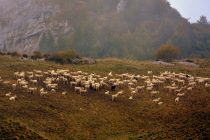 “Στηρίξτε τους Έλληνες κτηνοτρόφους και παραγωγούς κρέατος”
