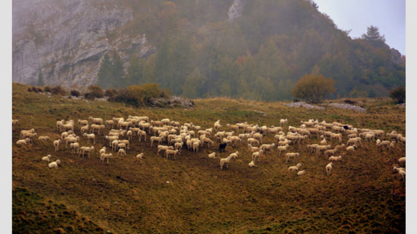Ενάμισι εκατ. € σε κτηνοτρόφους για εξυγίανση ζωικού κεφαλαίου – Πού θα πάνε τα ποσά