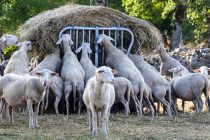 Κομισιόν: Ενίσχυση με πεντοχίλιαρο, από 7 Μαΐου αιτήσεις για ιδιωτική αποθεματοποίηση σε βόειο, αιγοπρόβειο κρέας