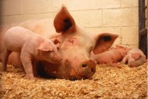 Η βελτίωση της καλής διαβίωσης των ζώων δεν μειώνει το εισόδημα του παραγωγού, δείχνει έρευνα στην Ολλανδία