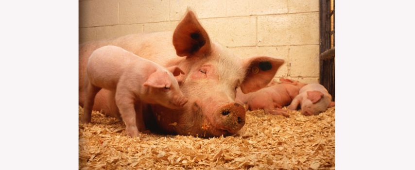 Η βελτίωση της καλής διαβίωσης των ζώων δεν μειώνει το εισόδημα του παραγωγού, δείχνει έρευνα στην Ολλανδία