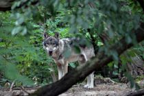 Νέοι κανόνες στην υποστήριξη των κτηνοτρόφων για ζημιές από λύκους και άλλα προστατευόμενα ζώα