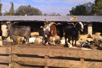 Τα προβλήματα της περιαστικής κτηνοτροφίας διατύπωσε και στη Βουλή ο Κτηνοτροφικός Σύλλογος Αττικής