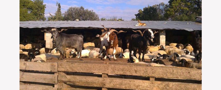 Ιστορίες τρέλας με πρόστιμα και ποινές για τους επιχειρηματίες κτηνοτρόφους