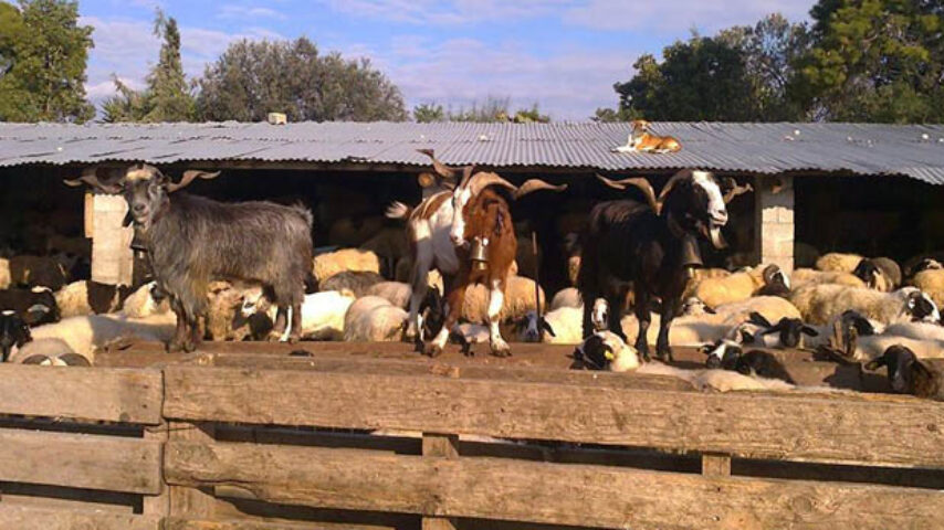 ΣΕΚ: Αγανάκτηση των κτηνοτρόφων, βρίσκονται εκτός των ΚΑΔ που στηρίζονται εν μέσω κορωνοϊού