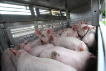 Στροφή από τη μεταφορά ζώων προς μεταφορά κρέατος ζητούν οι ευρωβουλευτές – Αποφάσεις τον Ιανουάριο