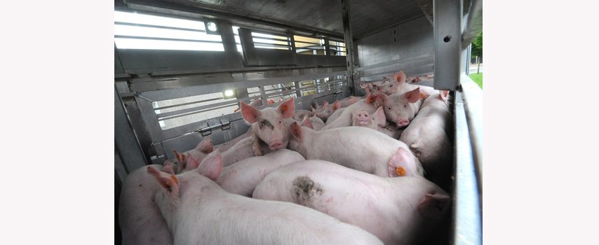 Στροφή από τη μεταφορά ζώων προς μεταφορά κρέατος ζητούν οι ευρωβουλευτές – Αποφάσεις τον Ιανουάριο