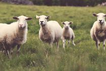 Ιδιωτική αποθεματοποίηση για αιγοπρόβειο και μοσχαρίσιο κρέας ζητούν από την Κομισιόν οι κτηνοτρόφοι