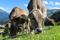 Ανοδική πορεία στην τιμή των βοοειδών τους επόμενους μήνες