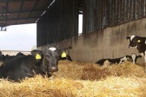 Μέτρα προστασίας των κτηνοτρόφων από τη μεγάλη αύξηση στην τιμή των ζωοτροφών