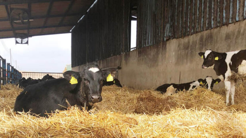Μέτρα προστασίας των κτηνοτρόφων από τη μεγάλη αύξηση στην τιμή των ζωοτροφών