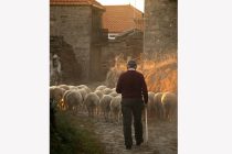 Στις 4 Αυγούστου η πανελλαδική συνάντηση των κτηνοτρόφων στον Τύρναβο