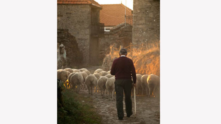 ΠΕΚΔΥ: Στήριξη για κτηνοτρόφους και καταναλωτές οι καλά στελεχωμένες Κτηνιατρικές Υπηρεσίες