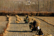 Προειδοποιήσεις για έλλειμμα τροφίμων την ερχόμενη πενταετία στην Κίνα