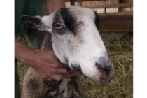 Για τον καταρροϊκό πυρετό ενημερώνει τους κτηνοτρόφους ο Κτηνιατρικός Σύλλογος Καρδίτσας