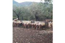 Αραχωβίτης – Τελιγιορίδου: Φρούδες κυβερνητικές υποσχέσεις για ενίσχυση των κτηνοτρόφων
