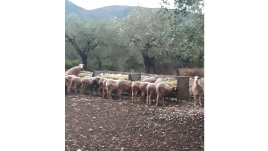 Αραχωβίτης – Τελιγιορίδου: Φρούδες κυβερνητικές υποσχέσεις για ενίσχυση των κτηνοτρόφων