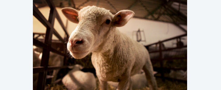 Νομοσχέδιο για την ενίσχυση της κτηνοτροφίας ετοιμάζει το ΥΠΑΑΤ