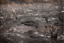 Εύβοια: Προς αναθεώρηση των πορισμάτων ΕΛΓΑ για τις ζημιές της πυρκαγιάς στο ζωικό κεφάλαιο