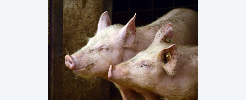 Ε.Ε.: Δραματική έκκληση κρατών μελών για διάσωση του κλάδου χοιρινού κρέατος – Μιλούν για απειλή κατάρρευσης