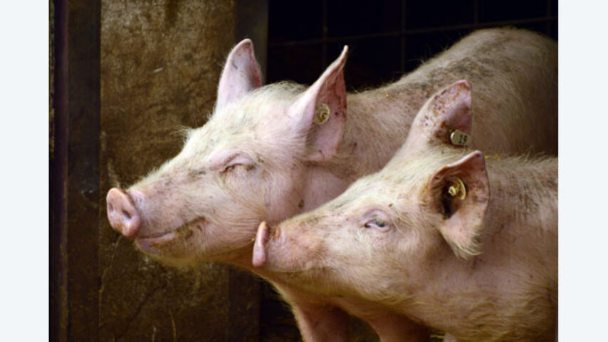 Ε.Ε.: Δραματική έκκληση κρατών μελών για διάσωση του κλάδου χοιρινού κρέατος – Μιλούν για απειλή κατάρρευσης