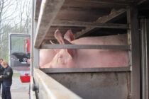Αντιδράσεις Ευρωπαίων κτηνοτρόφων για την αναθεώρηση στους κανόνες μεταφοράς ζώων