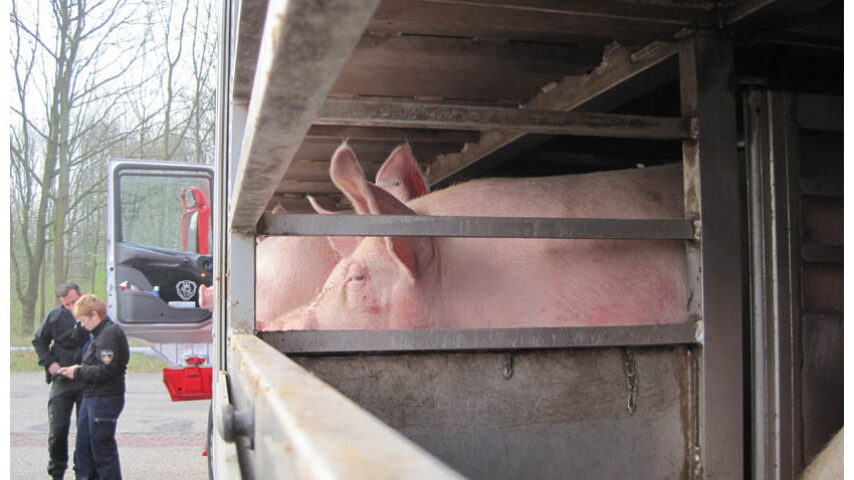 Αντιδράσεις Ευρωπαίων κτηνοτρόφων για την αναθεώρηση στους κανόνες μεταφοράς ζώων