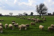 Τα αιτήματα του ΣΕΚ για την ενίσχυση της βιωσιμότητας της κτηνοτροφίας