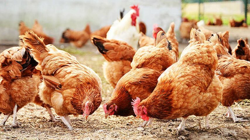 Κρούσματα γρίπης των πτηνών στη Βουλγαρία