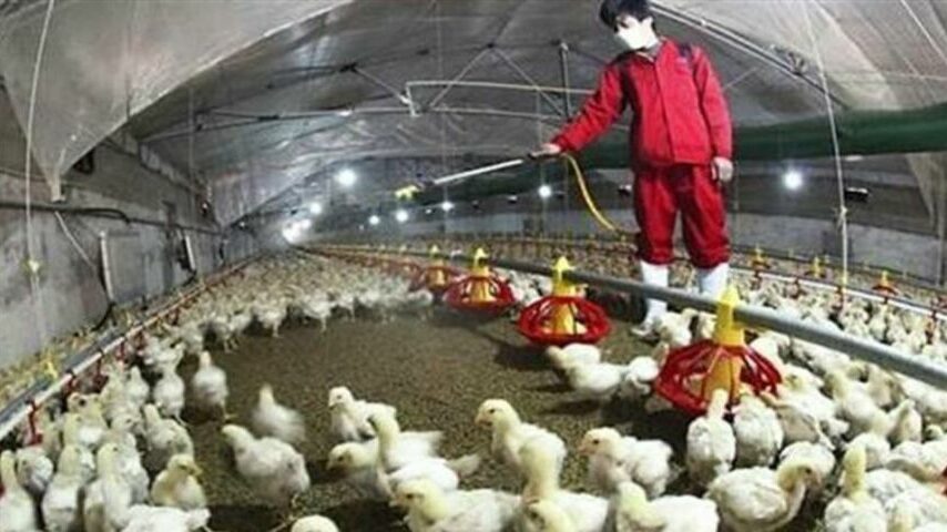 Εμβολιασμούς κατά της γρίπης των πτηνών ενέκριναν οι υπουργοί Γεωργίας Ε.Ε.