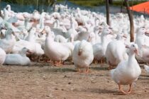 Ουγγαρία:  Κρούσματα γρίπης των πτηνών