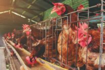 Γρίπη των πτηνών: Άρση των περιορισμών στη Γαλλία