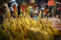 Απαγόρευση εξαγωγών και εξοικονόμηση κοτόπουλων στη Μαλαισία