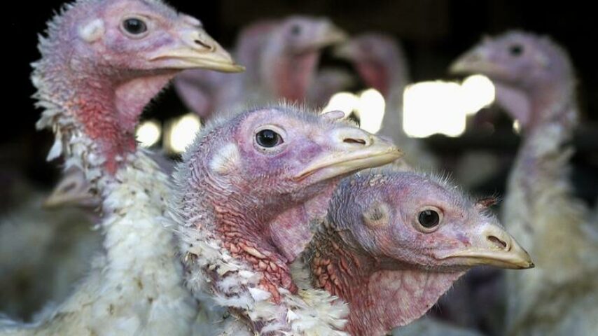 Ανησυχητική αύξηση της γρίπης των πτηνών στη Μ. Βρετανία