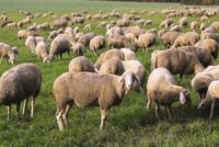 5 εκατ. «φαντάσματα» ζώα – Χάος στα επίσημα στοιχεία