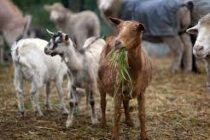 Τα αιγοπρόβατα Λήμνου, η νέα δράση της Νέας Γεωργίας Νέας Γης