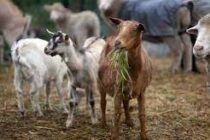 Αξιοποίηση της νέας ΚΑΠ προς όφελος των κτηνοτρόφων