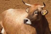 ΥπΑΑΤ: Ενίσχυση ελληνικών φυλών βοοειδών