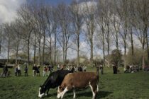 Υποχρεωτική μείωση της κτηνοτροφικής παραγωγής στην Ολλανδία