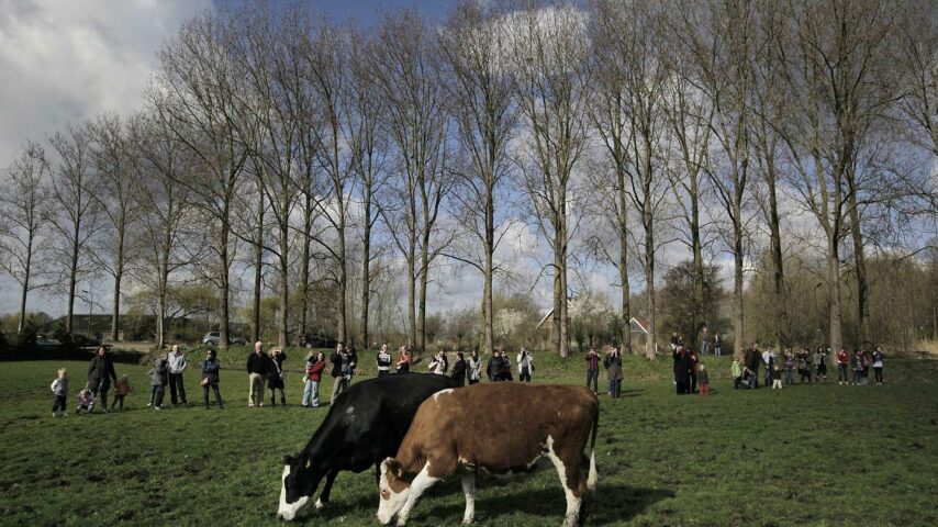 Υποχρεωτική μείωση της κτηνοτροφικής παραγωγής στην Ολλανδία