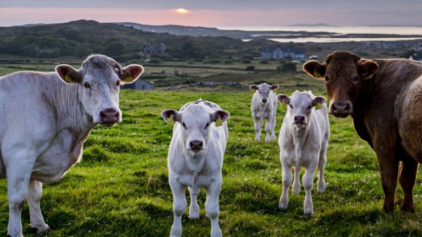 Ιρλανδία: Bonus για μείωση των αγελάδων