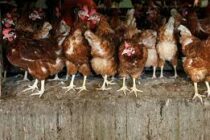 Η γρίπη των πτηνών «χτυπάει» την Ολλανδία