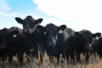 Αύξηση της τιμής των βοοειδών στις ΗΠΑ