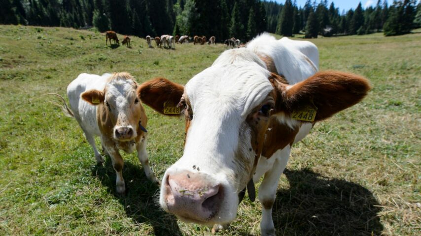 Οι Ελβετοί υπέρ της εργοστασιακής γεωργίας