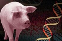 Ξεκινά η χρηματοδότηση για «Γενετική βελτίωση ζώων»