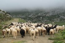 Μείον 50 ευρώ το στρέμμα στους κτηνοτρόφους από μη αξιοποιήσιμα βοσκοτόπια