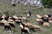 ΣΥΡΙΖΑ: Ανεπάρκεια στη στήριξη της κτηνοτροφίας