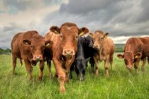 Μείωση παραγωγής βόειου κρέατος στην Ε.Ε.